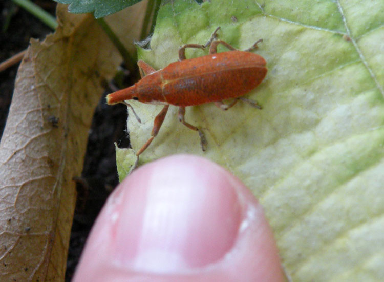 Lixus pulverulentus in tonalit rossa